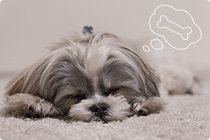 ドッグホテル&トレーニング